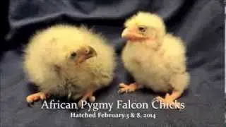 African pygmy falcon chicks hatch at Franklin Park Zoo