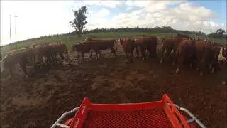 Mustering the cattle, Gum Creek, NSW, Willbriggie, Griffith