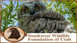 Fledgling Great Horned Owls May 10, 2015