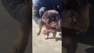 #Bhotia Puppy Ko kya name dun? #shorts #dog