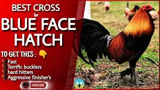 Some of the great combination of this blue face hatch chicken.