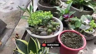 Small Space Greenhouse Tour - Virtual Garden Houseplants Collection | GardenArcX EP-55