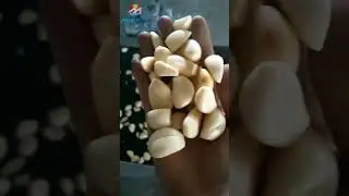 Professional Garlic Clove Separator Peeler And Washer | Garlic Paste Processing Production Line!