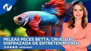 PELEAS PECES BETTA: CRUELDAD DISFRAZADA DE ENTRETENIMIENTO