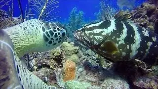 HALF MOON WALL~Lighthouse Reef Belize