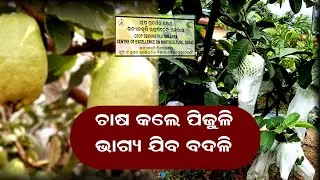 ପିଜୁଳି ଚାଷରେ ହେବେ ମାଲାମାଲ୍ | Deras udyan | Times one odia | Guava Farming business proffitable | 