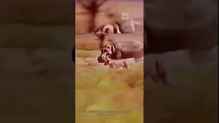 तेंदुआ हमला करता है हिप्पो के बच्चे पर | Leopard  vs hippo mother | #shorts #hippo #leopard #animals