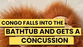 Congo falls into the bathtub and gets a concussion