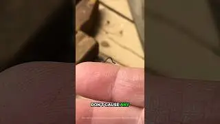 If this tiny bug crawls on you, Don&rsquo;t move! Here&rsquo;s why&hellip; 🐛😱#shorts