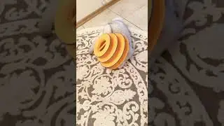 British cat🐈Cristal💎New game with old toy.Watch full video.Funny cats.Cat games.Funny animal video