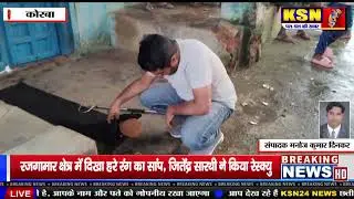 कोरबा/रजगामार:क्षेत्र में दिखा हरे रंग का सांप,बम्बू पीट वाईपर,जितेन्द्र सारथी ने किया सफल रेस्क्यू।