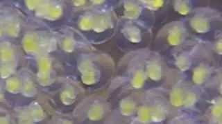 Elysia clarki eggs, day three
