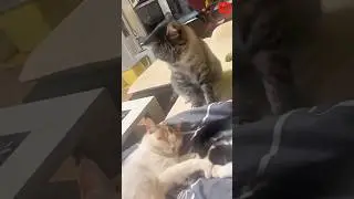 Top 3 Most Mischievous Cats Ever! 😹 #shorts
