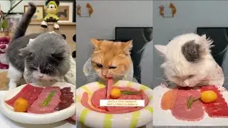 Which of these kittens do you like? #cat #mousemurah #cute #catvideos #asmr #asmrsounds 