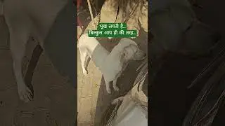 # save Indian dogs # life of street dogs # stop animal cruelty # youtube viral shorts ❤️