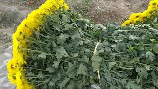 chandramallica, yellow varity flower harvesting short video, beautiful condition.like, share,comment