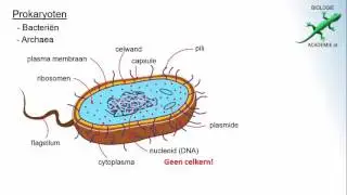 Ordening - Prokaryoten