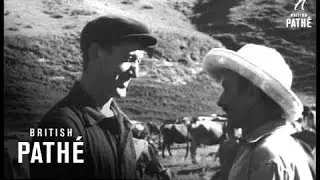 Tank Replaces Horses At Russian Dairy Farm (1960)