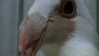 Scandaroon (fancy pigeon)