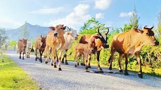 Nature Sounds | Ambience | A Herd Return to the Barn in the Afternoon