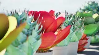 Kalanchoe and Agave collection 3d animation with unreal