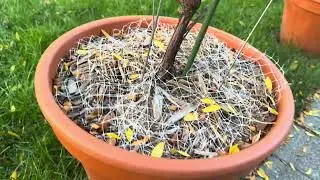 October Outdoor Garden Tour/ Update