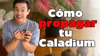 C&oacute;mo Propagar y Podar tus Caladiums - Gu&iacute;a completa con la Reina Plantil
