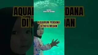 Anak Ikan Hiu #shortvideo #youtubeshorts #ikanhiu #aquarium #centralparkzoo #zoopark #aquariumfish