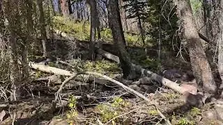 Brown Duck Trail - Moon Lake, UT