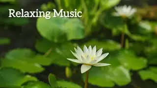 Relaxing Music 🌿 for Relief Stress  Deep Sleep, Study , Spa & Meditation