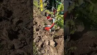 ALL NEW Clemens Radius D Undervine Vineyard Weeder - Mechanical Weed Control