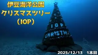 INONワイコン撮影！伊豆海洋公園（IOP）のクリスマスツリーを見てきました！　[伊豆ダイビング/伊豆海洋公園/IOP/バディダイビング/ビーチダイビング/スキューバダイビングvlog]
