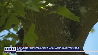 Scientists: Harmful bark disease found on maple trees in Tacoma can also injure people