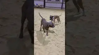 Mastiff Bitch Tension