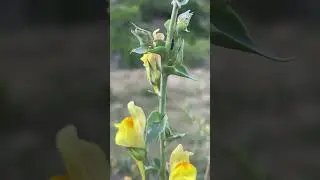 Linaria dalmatica and Mecinus janthiniformis #nature #plants #insects