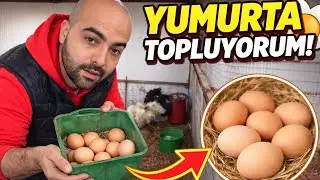 WE ESTABLISHED A NEW CHICKEN FARM | First Video After a Long Time!