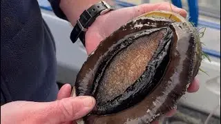 Have you ever eaten fresh abalone prepared straight off the boat? 🦪🤷🏽&zwj;♂️