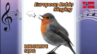 R&oslash;dstrupesang - European Robin Song  #robinbird  #birdsong #birdsounds
