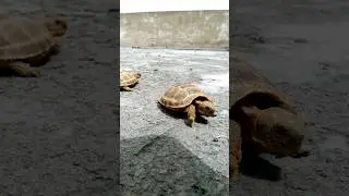 Tortoise sun bath || #tortoise #funnyvideos #reel #ytshorts