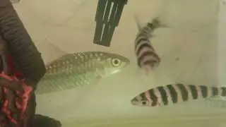 Golden mahseer(Tor putitora)