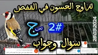 تزاوج الحسون في القفص | #2 سؤال و جواب |  #birds #الحسون #goldfinch #مقنين