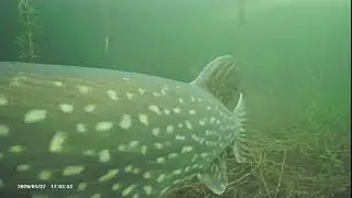 01/27/26 Pike