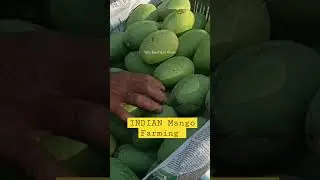 INDIAN Mango farming #mango #india #farming #business #startup #earning #ytshort #shorts