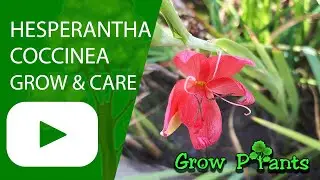 Hesperantha coccinea &ndash; выращивание и уход (речная лилия)