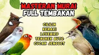 Masteran Tembakan Cililin, Kenari, Lovebird, Cucak Jenggot dan Tengkek Buto