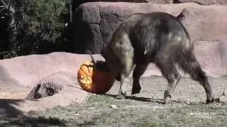 Takins take on giant pumpkins at Saint Louis Zoo