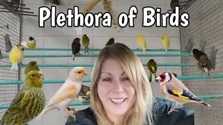 Bathing my Parrots and Visiting AVES Canada to See ALL The BIRDS!