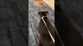 All Played Out: Puppy Marches Owner Home to Rest