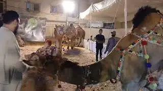 @Eid @camelmandi