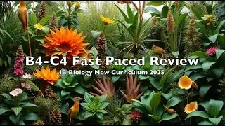 7. B4-C4 IB Biology Fast Paced Review (new curriculum 2025)